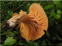 Orangefarbener Wiesen-Ellerling - Hygrocybe pratensis 