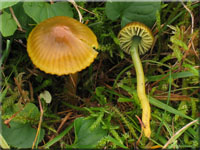 Papageigrner Saftling - Hygrocybe psittacina