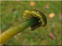 Papageigrner Saftling - Hygrocybe psittacina