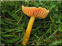 Granatroter Saftling - Hygrocybe punicea