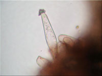 Braunvioletter Risspilz - Inocybe cincinnata