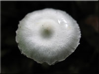 Erdblttriger Risspilz - Inocybe geophylla 