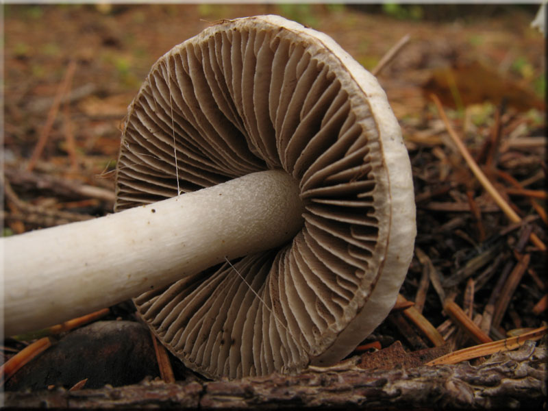 Pilze Seidiger Risspilz Inocybe Geophylla