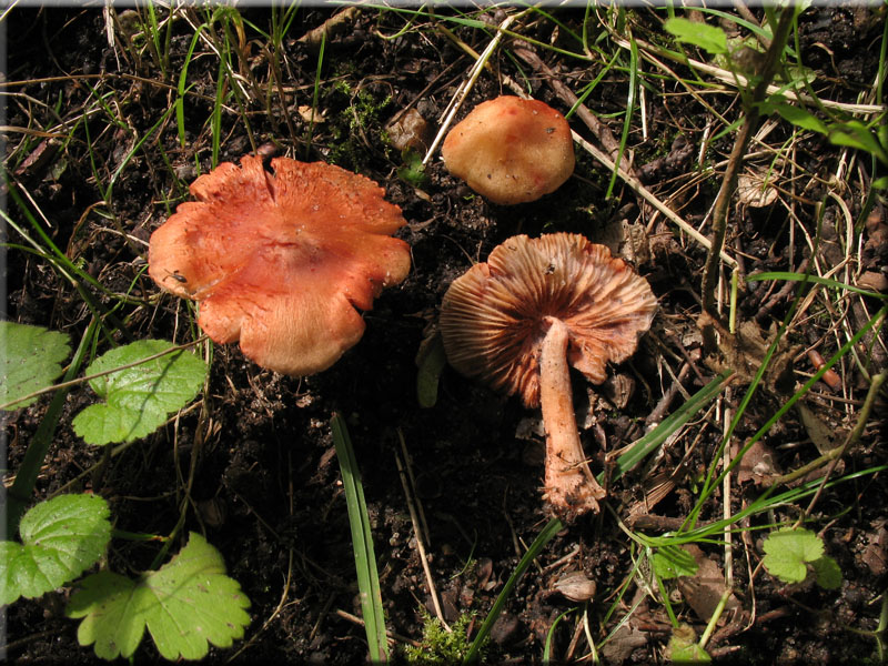 Rötender Risspilz - Inocybe godeyi