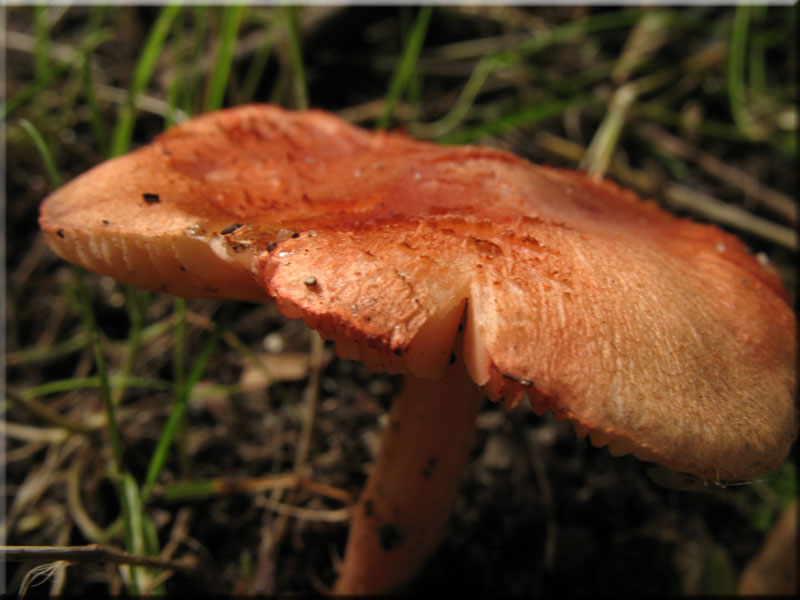 Rtender Risspilz - Inocybe godeyi