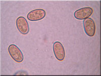 Gefleckter Risspilz - Inocybe maculata