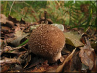 Igel-Stäubling - Lycoperdon echinatum