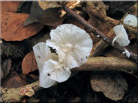 Weißer Zwergschwindling - Marasmiellus candidus