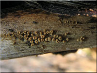 Gelbbrauner Haarschsselrasen - Merismodes anomalus