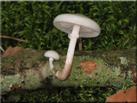 Beringter Schleimrübling - Oudemansiella mucida