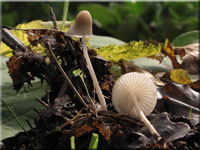 Voreilender Helmling - Mycena abramsii