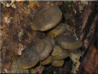 Gelbstieliger Muschelseitling - Sarcomyxa serotina