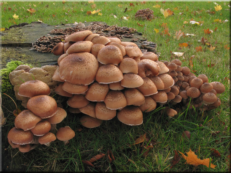 Nrdlicher Hallimasch - Armillaria borealis