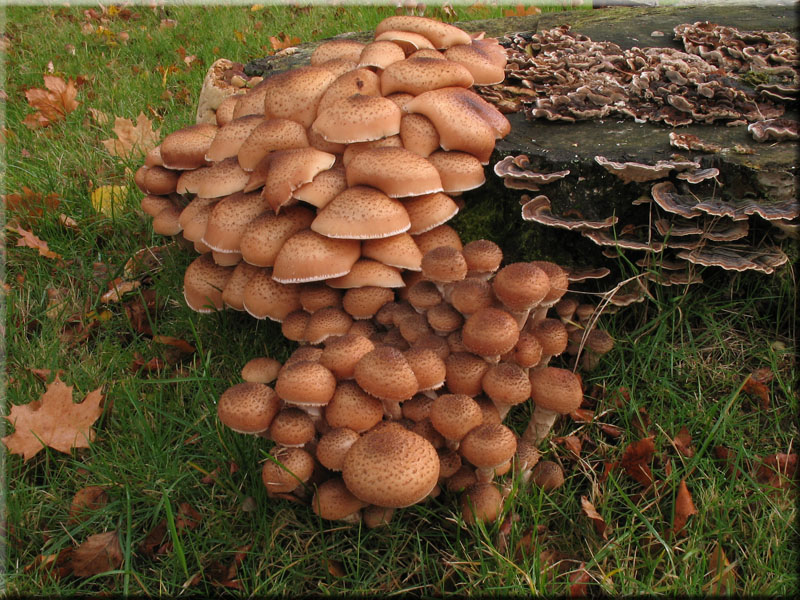 Nrdlicher Hallimasch - Armillaria borealis