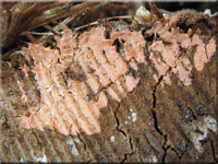 Ablösender Rindenschwamm - Cylindrobasidium laeve