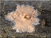 Ablösender Rindenschwamm - Cylindrobasidium laeve