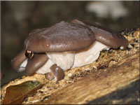 Austernseitling - Pleurotus ostreatus