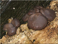 Austernseitling - Pleurotus ostreatus