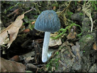 Graustieliger Adern-Dachpilz - Pluteus thomsonii