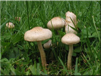 Gummi-Schppling - Pholiota gummosa