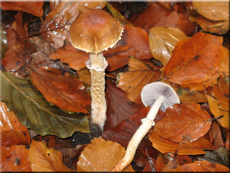 Schuppiger Klebkopf - Psilocybe squamosa