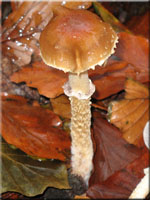 Schuppiger Klebkopf - Psilocybe squamosa