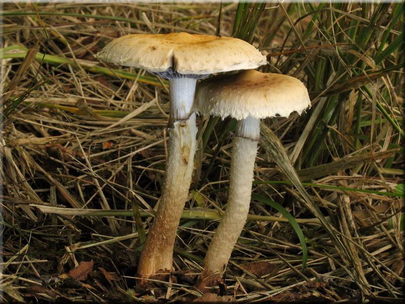 Schuppiger Klebkopf - Psilocybe squamosa