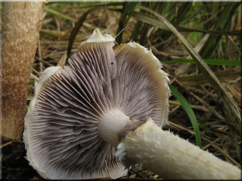 Schuppiger Klebkopf - Psilocybe squamosa