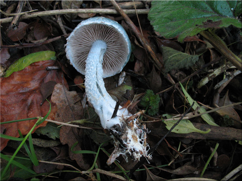 Grünspan-Träuschling - Stropharia aeruginosa
