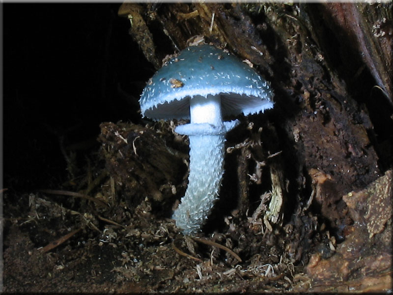 Grnspan-Truschling - Stropharia aeruginosa