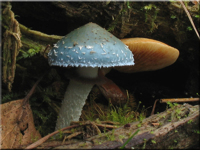 Grnspan-Truschling - Stropharia aeruginosa