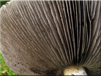 Rotbrauner Riesen-Träuschling - Stropharia rugosoannulata 