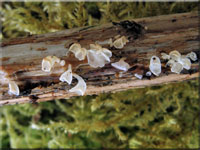 Schalenförmiger Schüsselschwindling - Calyptella capula