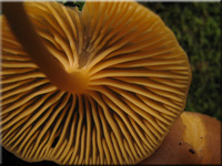 Goldblättriger Goldnabeling - Chrysomphalina chrysophylla