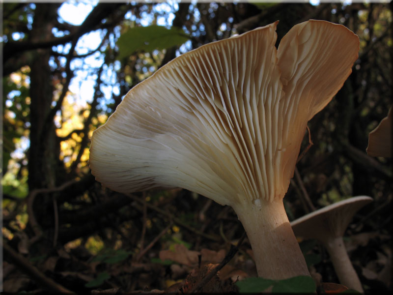 Mönchskopf-Trichterling - Clitocybe geotropa