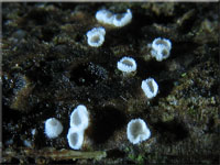 Weißviolettes Haarbecherchen - Lachnella alboviolascens