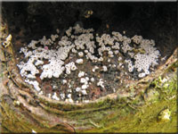 Weißviolettes Haarbecherchen - Lachnella alboviolascens