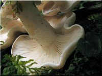 Weißer Rasling - Lyophyllum connatum