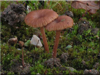 Rotbrauner Nabeling - Omphalina pyxidata