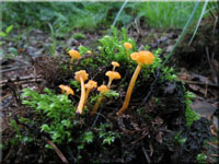 Orangeroter Heftelnabeling - Rickenella fibula