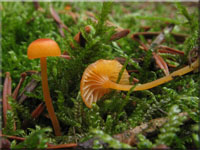 Orangeroter Heftelnabeling - Rickenella fibula