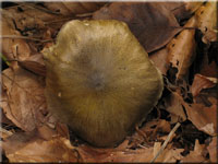 Grüngelber Ritterling - Tricholoma sejunctum
