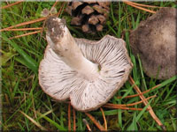 Gemeiner Erd-Ritterling - Tricholoma terreum 