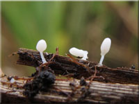 Seggen-Fadenkeulchen - Typhula caricina