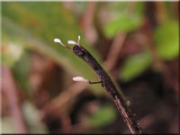 Rotbraunstieliges Sklerotienkeulchen - Typhula erythropus