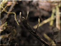 Rotbraunstieliges Sklerotienkeulchen - Typhula erythropus