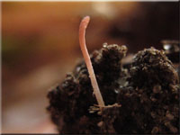 Getreide-Fadenkeulchen - Typhula incarnata