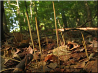 Linsen-Fadenkeulchen - Typhula phacorrhiza