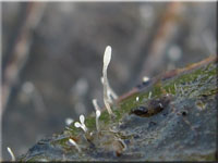 Borstenfüßiges Fadenkeulchen - Typhula setipes
