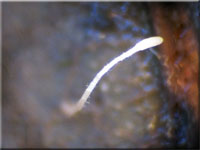 Borstenfüßiges Fadenkeulchen - Typhula setipes